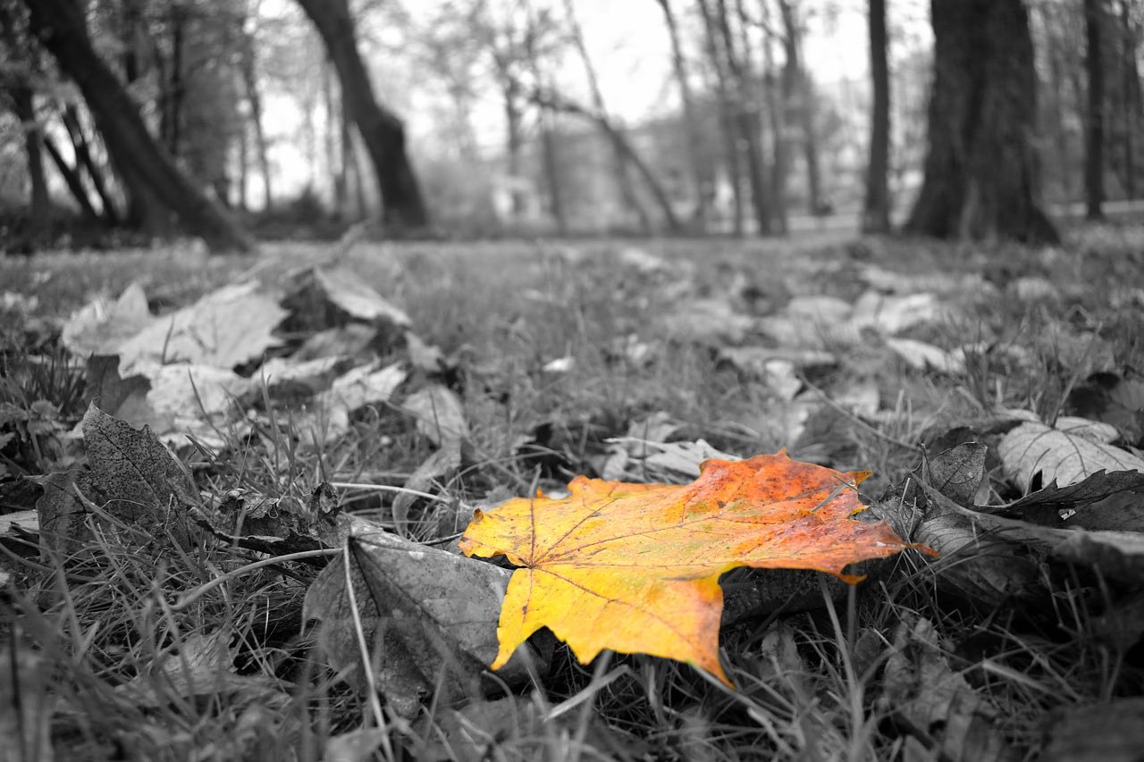 leaf-yellow